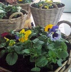 Workshop manden vullen met bloembollen