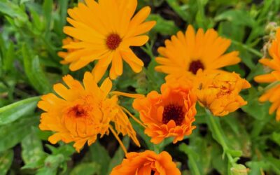 Workshop Nazomerkruiden