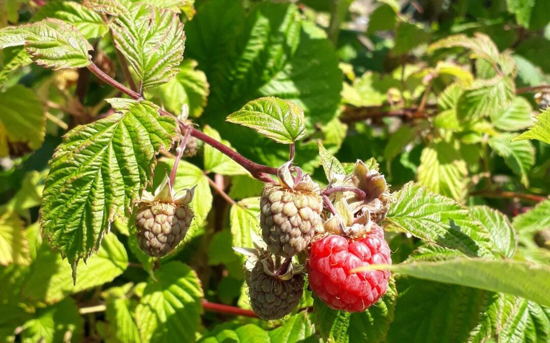 Framboos (Rubus Idaeus)