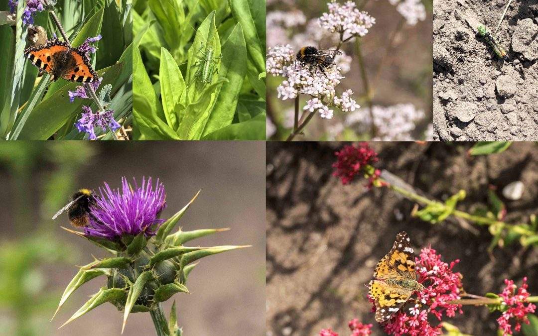 De kruiden geuren en kleuren bij Veldzicht