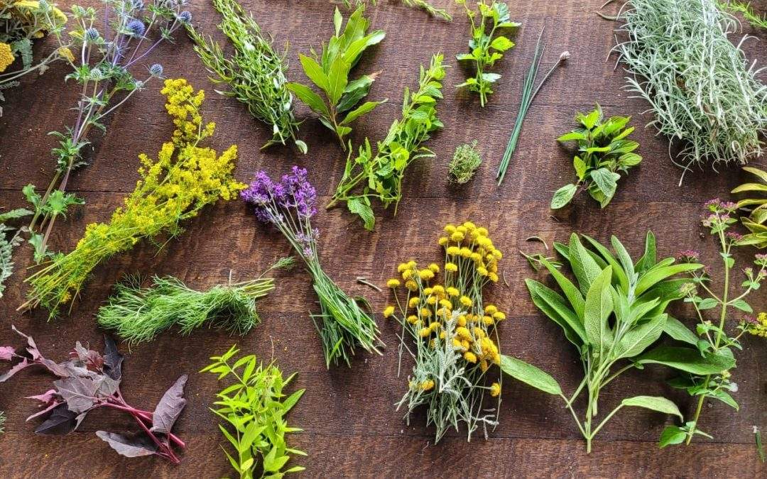 Kruidenworkshop bij Veldzicht