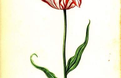 Lezing over de Tulpomanie in de 17e eeuw