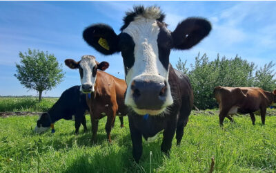 Lezing De reis van de blaarkop