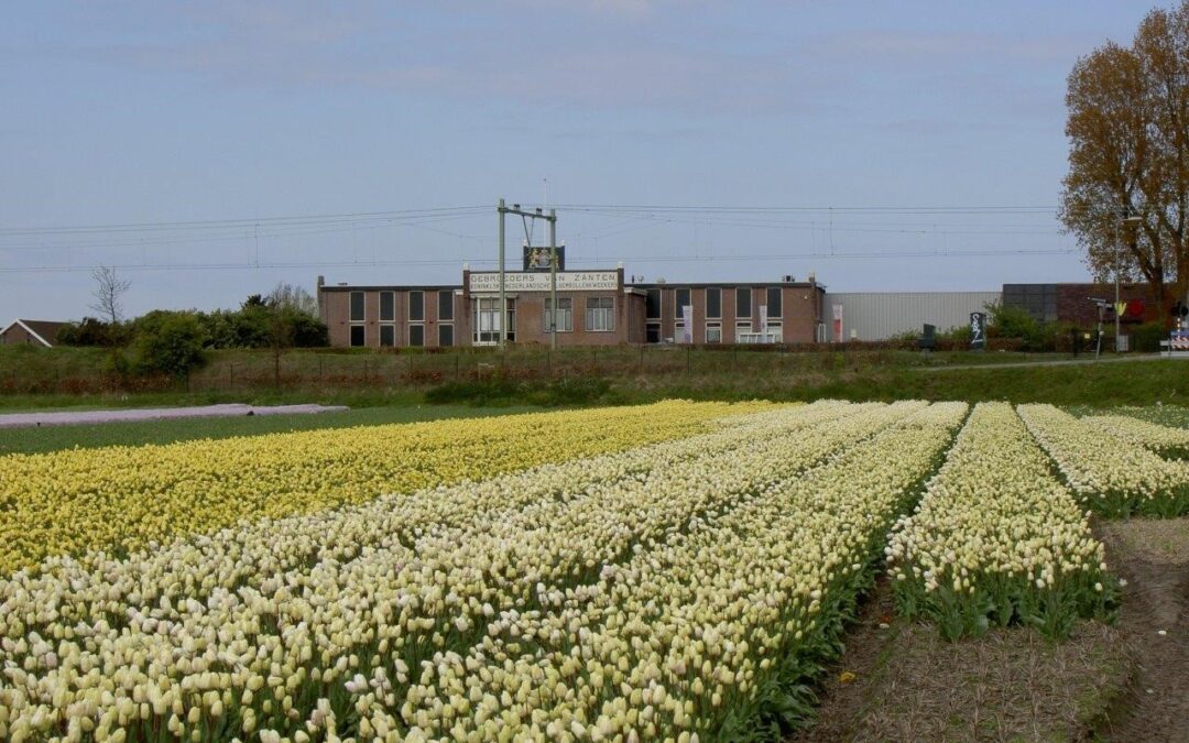 Lezing De Bollenstreek, landschap en erfgoed van de bloembollencultuur