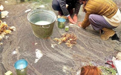 Masterclass wol met het team Claudy Jongstra